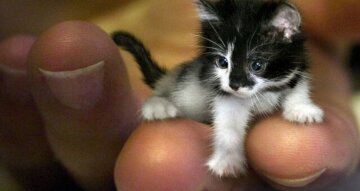 Милота зашкаливает: как выглядит самая маленькая кошка в мире