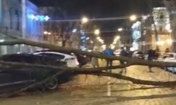 У центрі Одеси на проїжджу частину звалилося дерево і розчавило машини: кадри з місця НП
