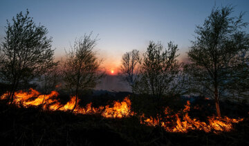 пожар, огонь, пламя, горит лес