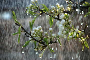 весна, дождь