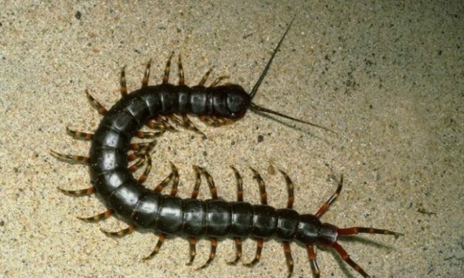 Жителі Дніпропетровщини налякані нашестям сколопендр, кадри: "Укус болючий і..."