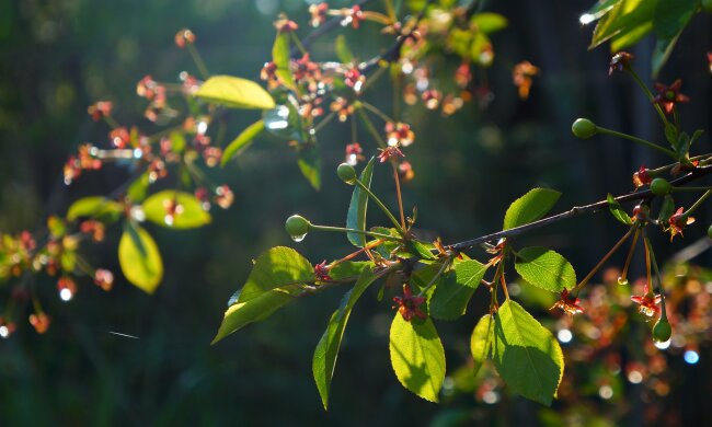 погода, дождь, лето, весна