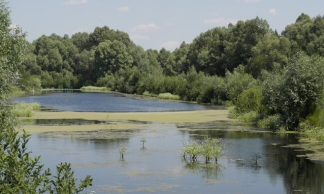 Депутат з палицею напав на дітей біля озера на Київщині: деталі інциденту