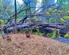 непогода, поваленные деревья