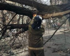В Одессе рухнувшее дерево превратило автомобили в груду металла: кадры ЧП