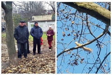 Десятки дерев знищать заради нової парковки в Одесі, жителі сполошилися: "На них живуть білки"