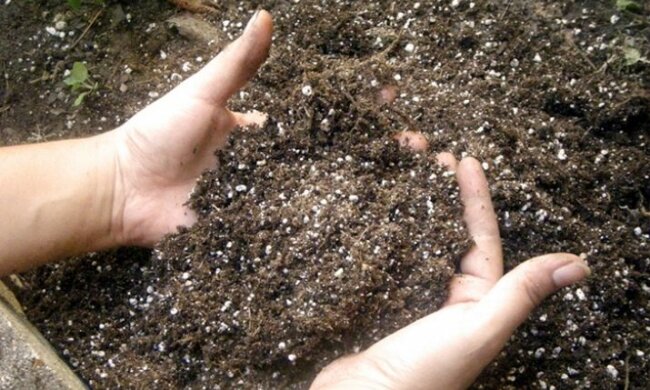 chem-podkormit-ogurcy-10