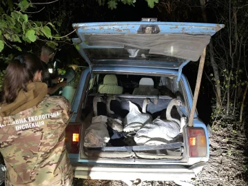 Екоінспектори на Полтавщині врятували лебедів від браконьєрів: відкрито кримінальне провадження