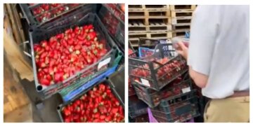 Цена на клубнику оказалась "неподъемной" для украинцев: десятки ящиков с ягодами выбросили, кадры