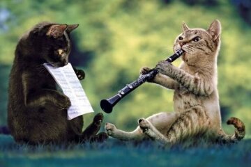 Коти виконали відомий хіт на музичних інструментах (відео)