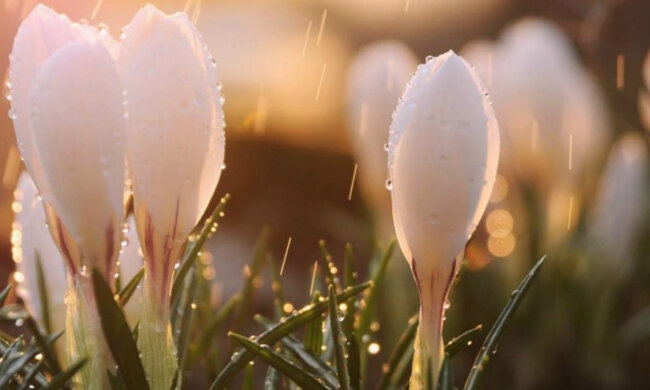 весна цветы