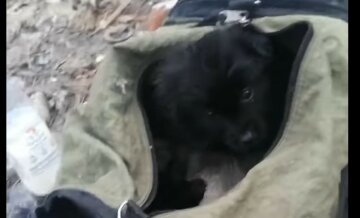 В Харькове возле школы оставили сумку со щенками, фото: "Кто может помочь?"