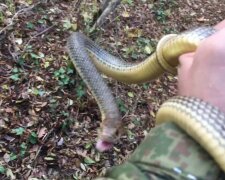 "Здатні напасти на людину": у Дніпрі активізувалися агресивні змії, кадри