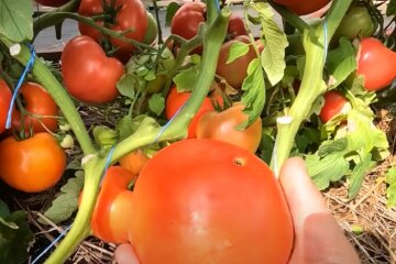 помидоры