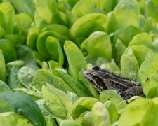 Россиянка нашла лягушку в корейском салате