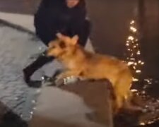 У парку Одеси кинули сили на порятунок собаки, відео: борсалася з останніх сил у воді