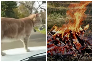 На Буковине живодеры устроили переполох ради видео: "Мучали над костром", детали