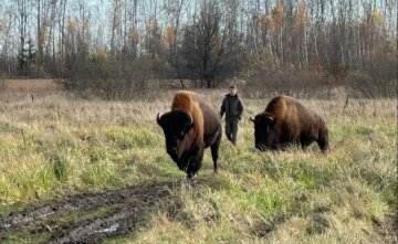 Великаны среди домов: на Житомирщине гулявших по селу зубров перегнали пешком 27 километров ради спасения