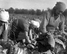 "Кто там по сталинскому «порядку» скучает?": историк напомнил о "райской работе" при колхозе в СССР