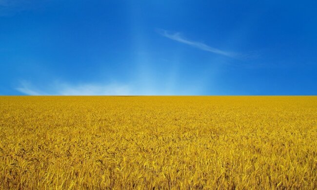 Поле желто-голубое Украина