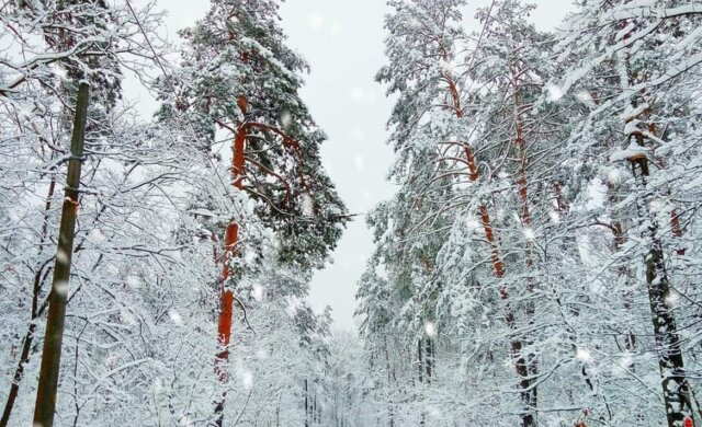 Невероятная зимняя сказка в "Пуще-Водице" ошеломила киевлян, красочные фото