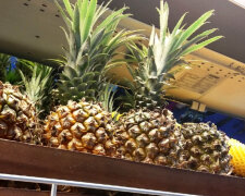 "Приехали с ананасами": опасные существа хлынули в Днепр, пугающие фото