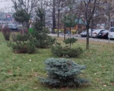 В Киеве вандалы массово вырубают елки из парков: кадры беспредела
