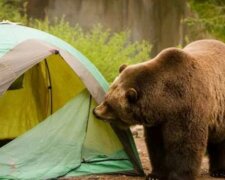 Медведь напал на туристов, погиб ребенок: детали трагедии в России