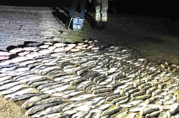 На Миколаївщині затримали браконьєра з "уловом" на 390 тисяч гривень: Держекоінспекція показала результат рейду