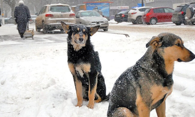 Охотники за собаками активизировались в Днепре: "отстреливают на глазах"