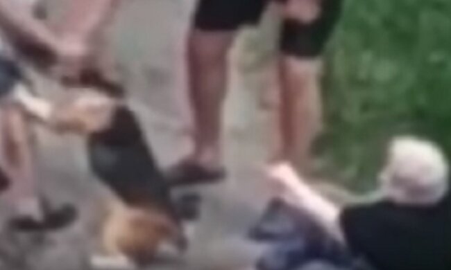 Неадекватний господар нацькував бійцівського пса на перехожих у Києві, відео: "Гребіться самі"