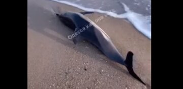 Бездыханное тело дельфина нашли на одесском пляже, видео: есть две версии гибели