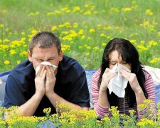 аллергия пыльца