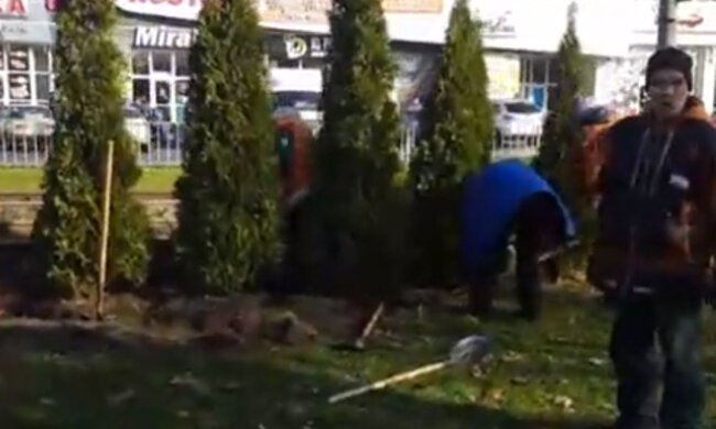 У Дніпрі масово позбуваються дерев, городяни не стерпіли: "Росла така краса, а тепер..."