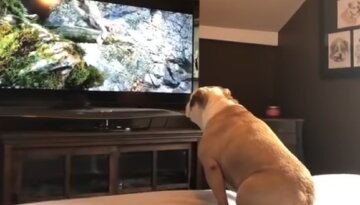 Собака дивиться телевізор