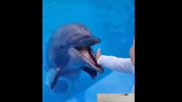 В Одесі дельфін вкусив дитину, історія отримала продовження: "Суворо заборонено"