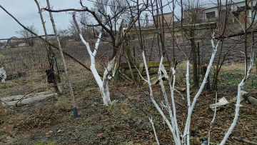 побелка деревьев, сад и огород