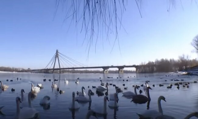 погода весна киев лебеди днепр