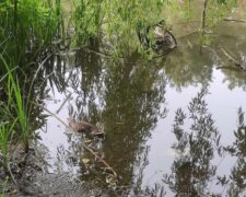 Екологічна катастрофа на київському озері, навколо лежать тушки качок і риби: кадри НП і що відомо