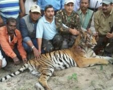 В Індії застрелили тигрицю-людожерку