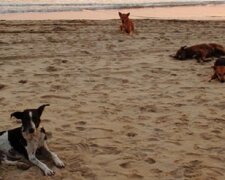 Бродячі собаки покусали дитину під Одесою: "тримають у страху весь пляж", кадри