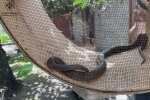 змія заповзла до будинку у Дніпрі