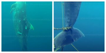 "Прячут последствия": в Черном море  случайно обнаружили кладбище дельфинов, видео