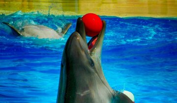 дельфин дельфинарий в Ялте