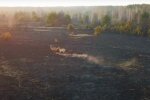 Пожежі змусили рятуватися втечею рідкісних тварин на Київщині: лякаюче відео з місця