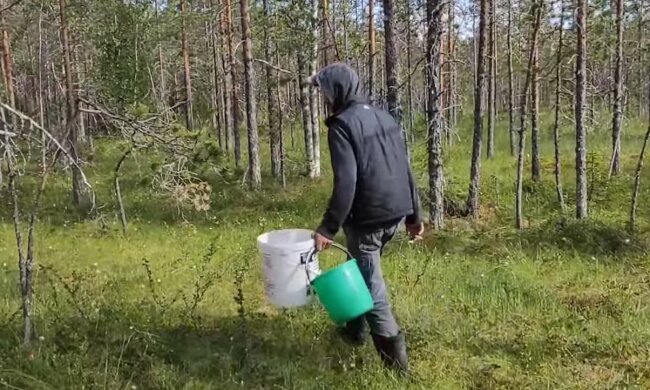 сбор ягод, грибов