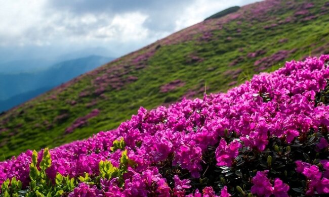 червона рута, карпаты, цветы