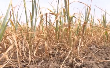 Одесчина в опасности, засуха угрожает региону: "этот год будет еще жарче"