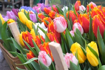 Подорожчання квітів в Одесі, 8 березня