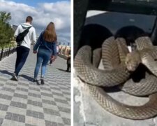Харьковчанин загремел в больницу из-за укуса змеи: предупреждение медиков